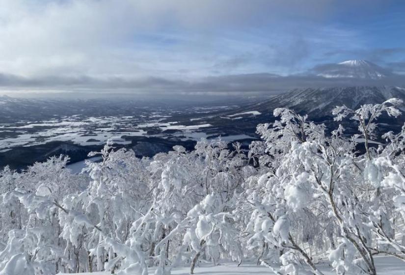 Snow caked trees with Mount Yotei in the background